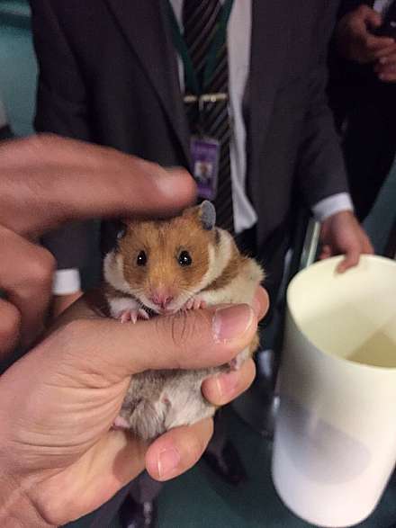 Um dos animais soltos no plenário